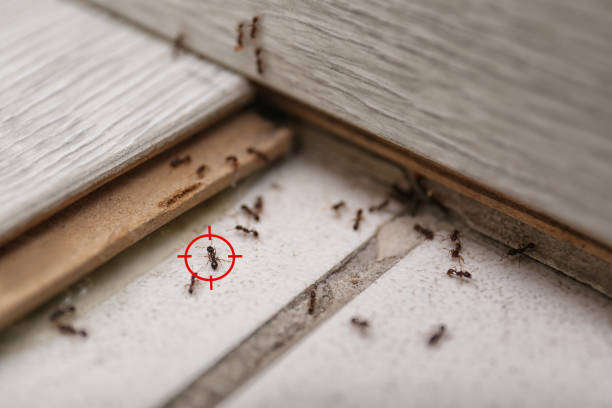 Best Rodent Control Near Me  in Tahlequah, OK