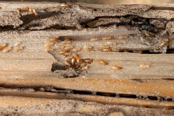 Spider Control Near Me in Tahlequah, OK